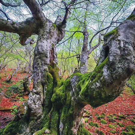 Aguas Frias Ii * La Omañuela