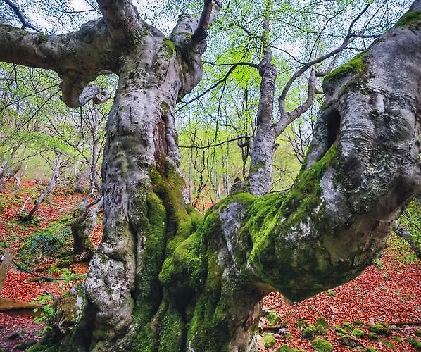 Aguas Frias Ii * La Omañuela